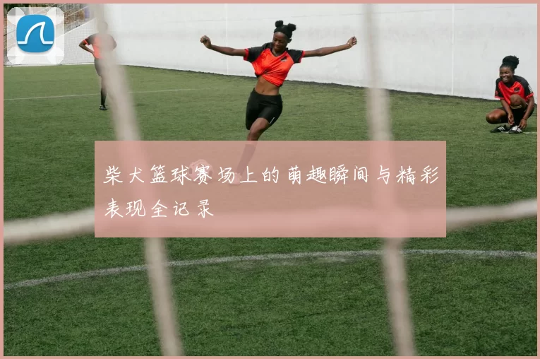 柴犬篮球赛场上的萌趣瞬间与精彩表现全记录